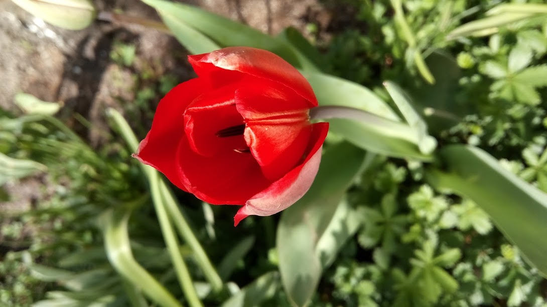 IMG_20180412_132951-EFFECT…
Payout: 0.000 HBDSpring is here!
2018-04-10 08:40Here are some spring photos of my yard, hope you like it! ![IMG_20180410_104236.jpg
